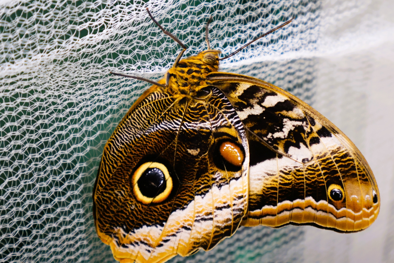 Żywe tropikalne motyle w Miejskim Domu Kultury 